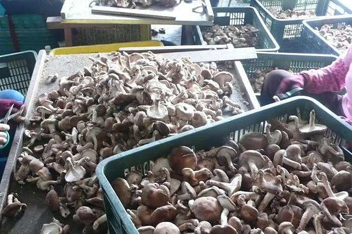 香菇烘干機專注蘑菇低成本智能烘干！_重復