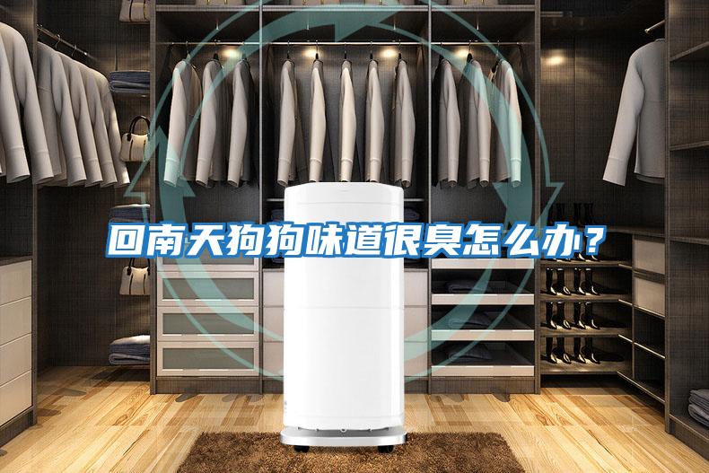 回南天狗狗味道很臭怎么辦?